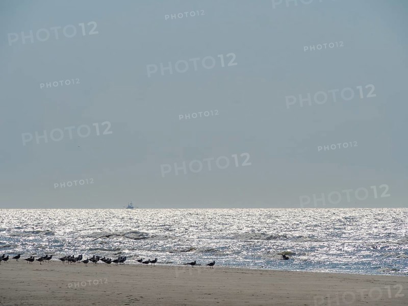 A quiet beach with birds on the shore and a glittering sea under a clear sky, glittering sea water at low tide on the beach, de haan, belgium