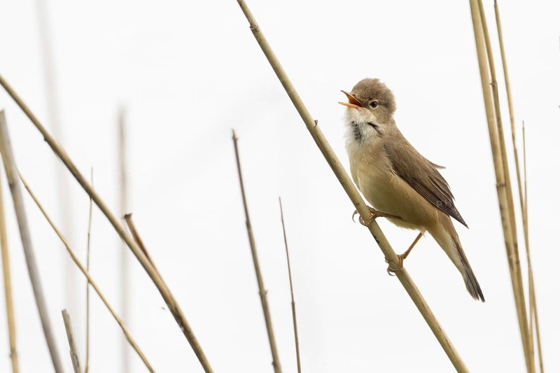 A reed warbler (Acrocephalus scirpaceus) with open beak, singing, twittering, sitting on a branch in a reedbed, Hesse, Germany, Europe