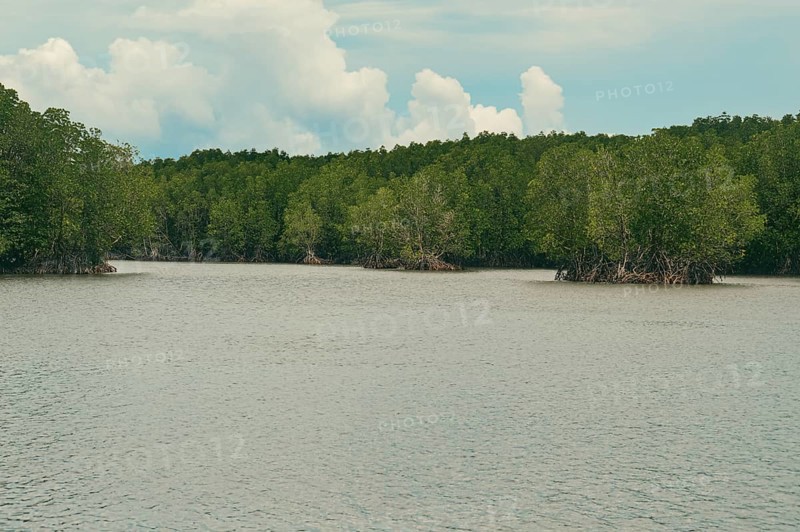 Wide view of the lush and thick population of mature mangrove trees in the swampy coastal waters as a result of reforestation effort and environmental conservation