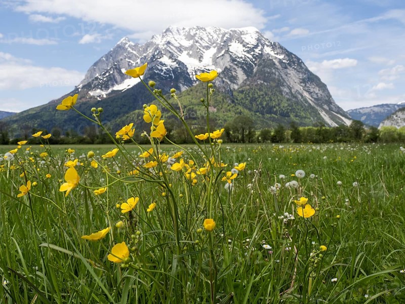 Meadow with tall buttercups (Ranunculus acris), greater buttercup, common buttercup, behind the Grimming, near Irdning, Styria, Austria, Europe