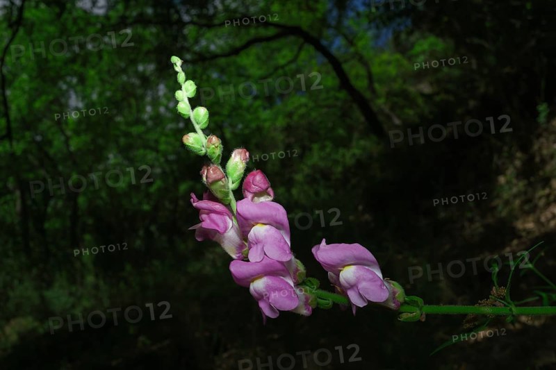 Beautiful and colorful snapdragon plant illuminated on a dark background