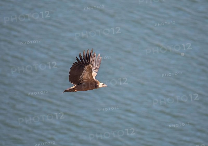 Griffon vulture (Gyps fulvus), Monfraguee National Park, Extremadura, Castilla La Mancha, Spain, Europe