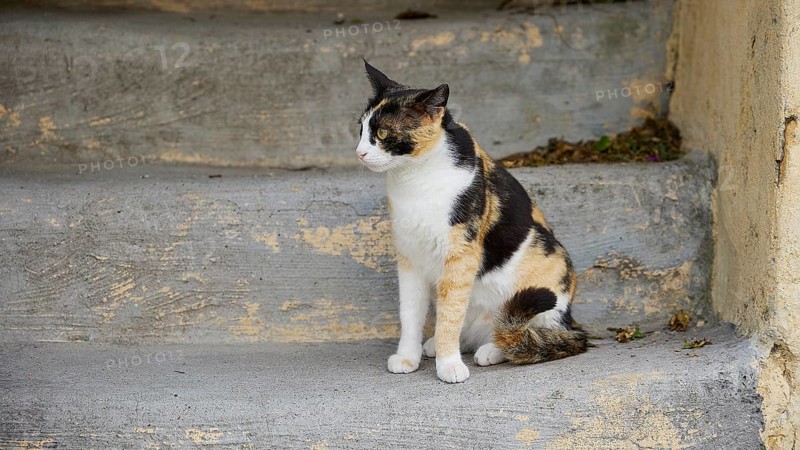 Black and white cat sits on concrete and looks sceptically, near Grand Master's Palace, Knights' Town, Rhodes Town, Rhodes, Dodecanese, Greek Islands, Greece, Europe