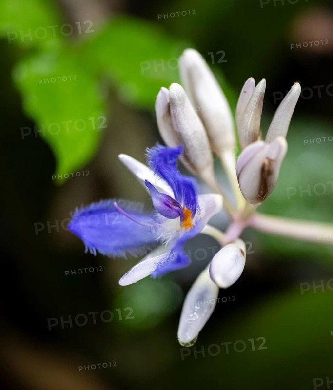 Fragrant snail thread (Cochliostema odoratissimum), blue flower, Tortuguero National Park, Costa Rica, Central America
