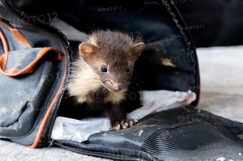 Beech marten (Martes foina), practical animal welfare, young animal leaves transport box in a wildlife rescue centre, North Rhine-Westphalia, Germany, Europe