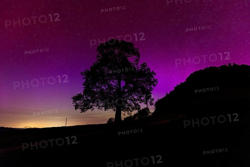 Silhouette of lime tree in front of aurora borealis, northern lights due to solar storm, Challhoechi, Basel-Land, Switzerland, Europe
