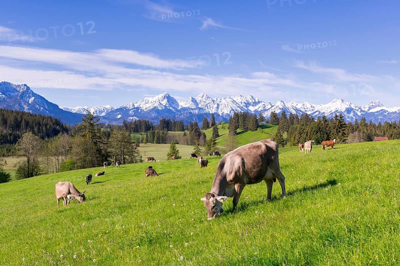 Dairy cows on a pasture, snow-covered mountains, hiking area, forest, trees, Allgaeu Alps, near Fuessen, Buching, Ostallgaeu, Allgaeu, Bavaria, Germany, Europe