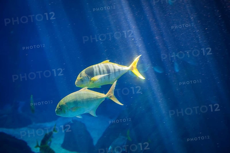 Golden jack Gnathanodon speciosus aka golden trevally, golden kingfish, banded trevally, king trevally fish underwater in sea