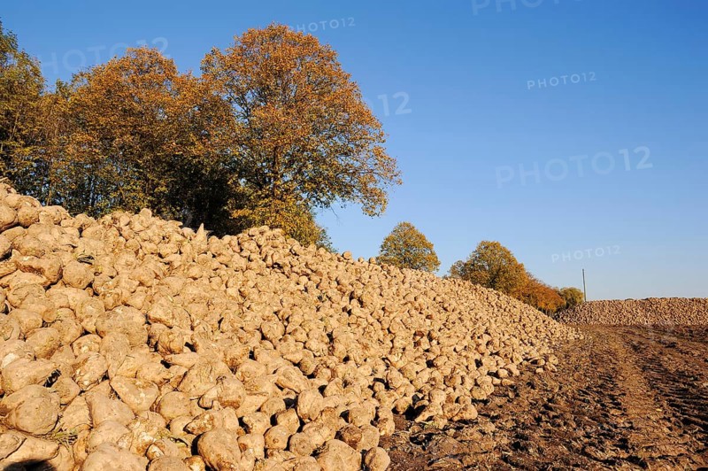 Harvested sugar beet (Beta vulgaris ssp. vulgaris var. altissima), sugar beet harvest, Muensterland, North Rhine-Westphalia, Germany, Europe
