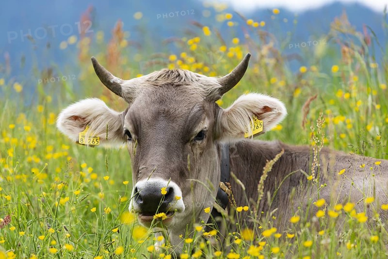 Allgaeu Brown Swiss, (Bos primigenius taurus), Allgaeu, Bavaria, Germany, Europe