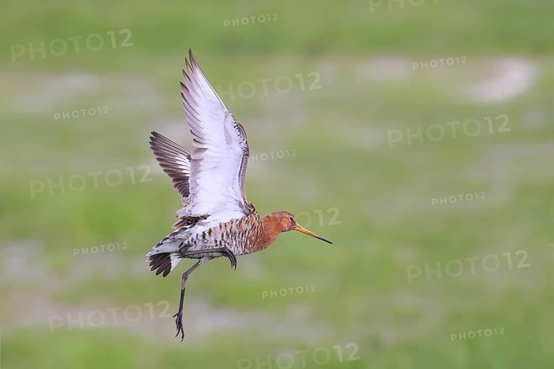 Black-tailed godwit (limosa limosa) in flight, snipe birds, wildlife, Ochsenmoor, Naturpark Duemmer See, Huede Lower Saxony, Germany, Europe