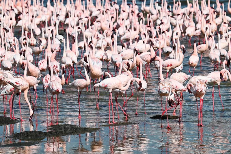 Lesser flamingos (Phoeniconaias minor), Ngorongoro Crater, Ngorongoro Conservation Area, Tanzania, Africa