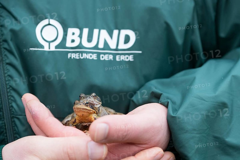 Common frog (Rana temporaria), practical nature conservation during amphibian migration, pair on hand of BUND conservationist, Velbert, North Rhine-Westphalia, Germany, Europe