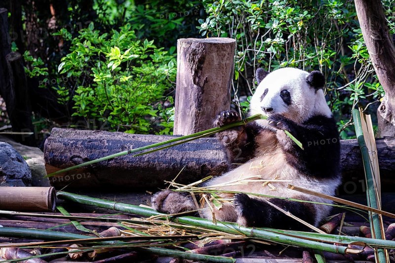 The giant panda (Ailuropoda melanoleuca), Chengdu, Sichuan, China, Asia