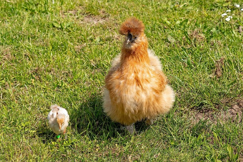Silk hen with Wyandotte chick, hen, Wittorf, Samtgemeinde Bardowick, Lower Saxony, Germany, Europe