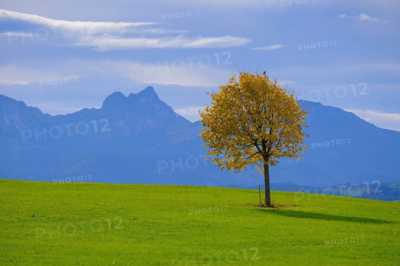 At the Egg viewpoint, in the background Ammergau and Allgaeu Alps, Steingaden, Upper Bavaria. Bavaria, Germany, Europe