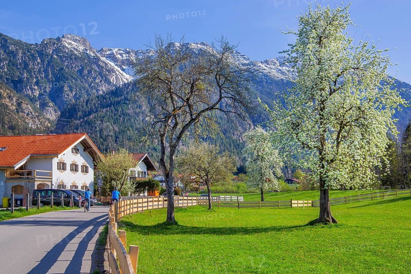 Village street and spring meadow with blossoming trees in front of Hohe Kisten 1922m in the Estergebirge, Eschenlohe, Loisachtal, Das Blaue Land, Upper Bavaria, Bavaria, Germany, Europe