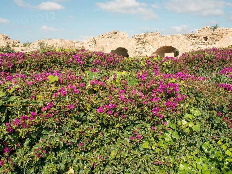Dense purple flowers in front of historic ruins with stone arches and blue sky, Purple flowers green plants in front of historic ruins and blue sky, Tunis, Tunisia, Africa