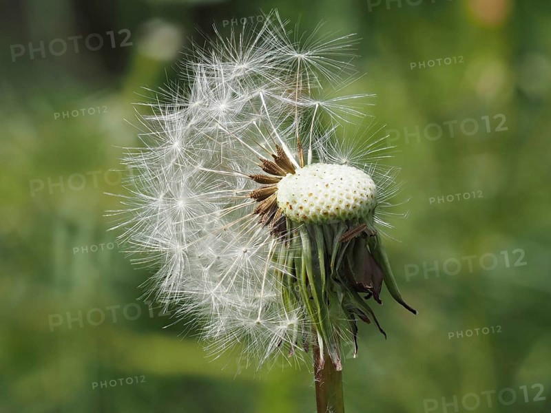 Common dandelion (Taraxacum officinale), near St. Jakob im Walde, close-up with focus stacking, Styria, Austria, Europe