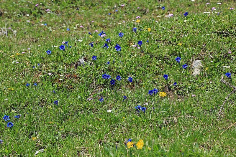 Gentian meadow, gentian