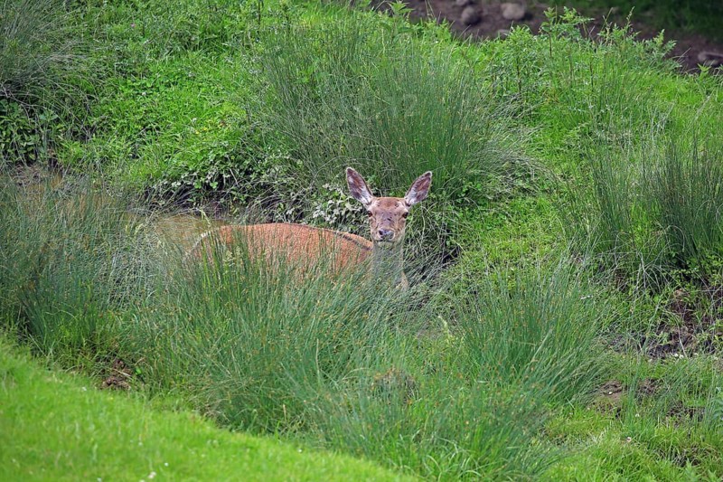 Red deer (Cervus elaphus), mud bath