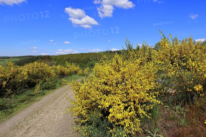Forest path leads through a forest area destroyed by the bark beetle (Ips typographus) and overgrown by broom (Genista), flowering gorse against a blue sky, landscape, Wilnsdorf, North Rhine-Westphalia, Germany, Europe