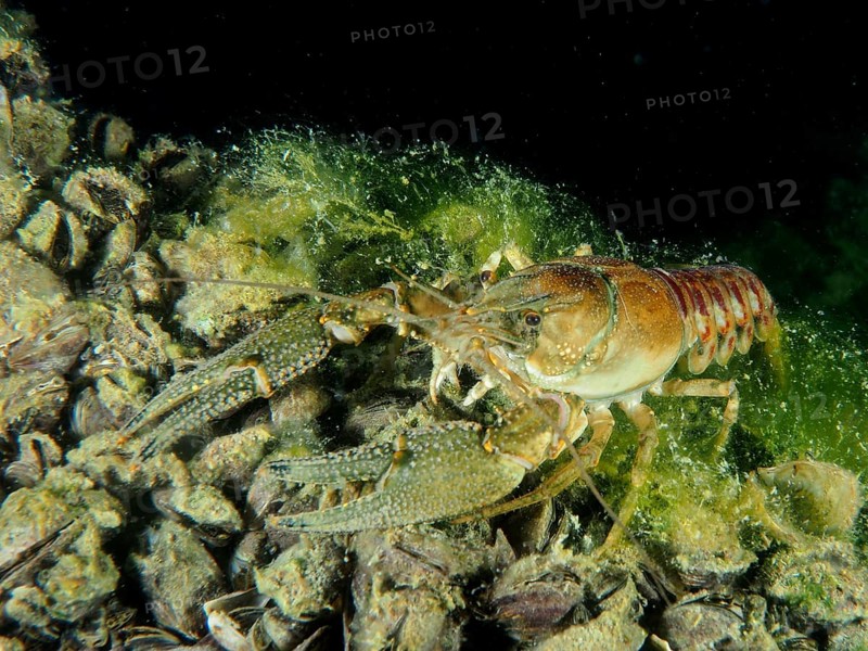 A crayfish with a striped tail, Crayfish (Faxonius limosus), actively moving on a brightly lit substrate of mussels, quagga mussel (Dreissena rostriformis bugensis), invasive species, Wildsau dive site, Berlingen, Lake Constance, Switzerland, Europe