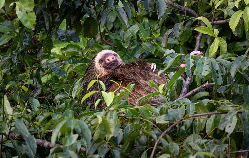 Linnaeus's two-toed sloth (Choloepus didactylus) sleeping between branches in a tree, Tortuguero Natinoal Park, Costa Rica, Central America