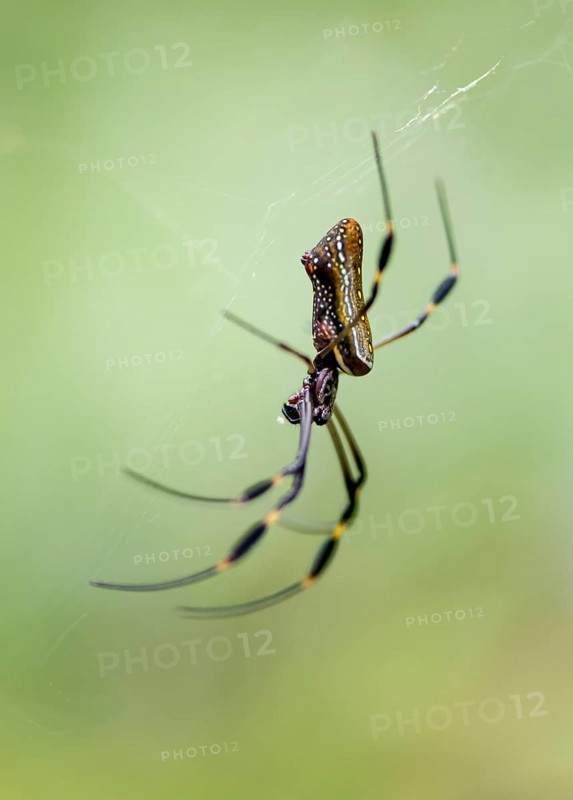 Golden silk spider (Nephila clavipes) sitting in its web, Tortuguero National Park, Costa Rica, Central America