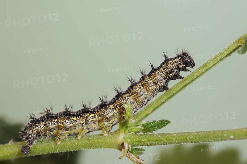 Small tortoiseshell (Nymphalis urticae, Aglais urticae), caterpillar, North Rhine-Westphalia, Germany, Europe
