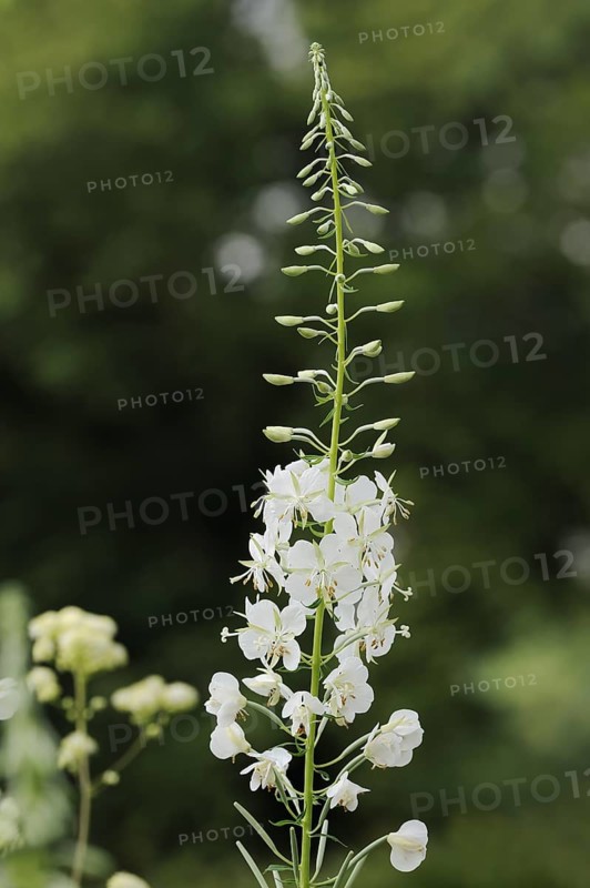 White willowherb or white-flowered willowherb (Epilobium angustifolium var. album), North Rhine-Westphalia, Germany, Europe