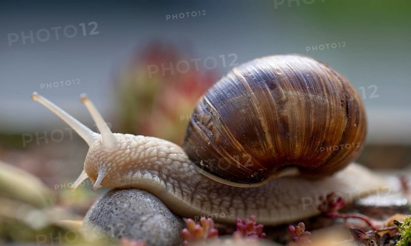 Three burgundy snails (Helix pomatia) crawling, rock garden, Stuttgart, Baden-Wuerttemberg, Germany, Europe