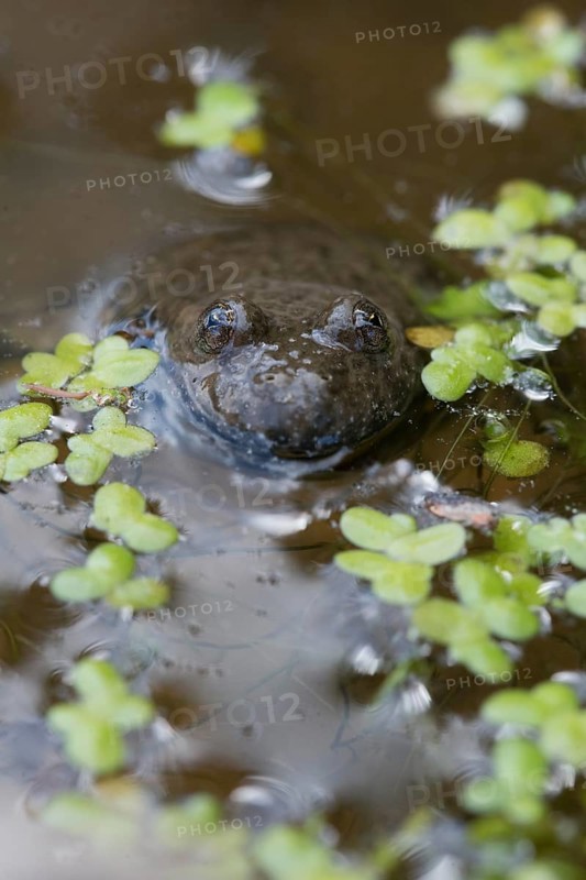 Yellow-bellied toad (Bombina variegata), among vegetation in the water, Stolberg, Germany, Europe