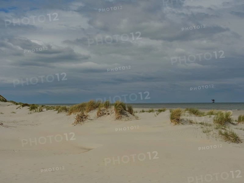 Coastal landscape with sand dunes and reeds against a cloudy sky, dunes by the sea with clouds in the blue sky, nes, ameland, the netherlands