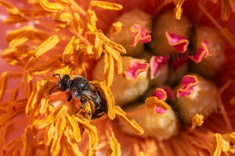 Common narrow-winged bee (Lasioglossum calceatum) in peony blossom, Emsland, Lower Saxony, Germany, Europe