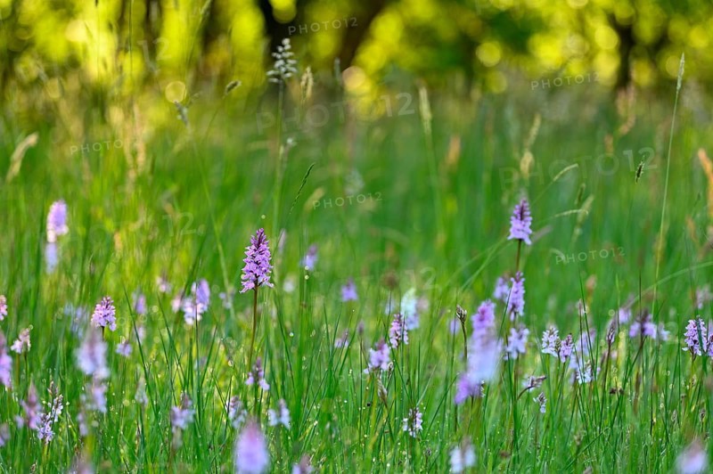 Moorland spotted orchid (Dactylorhiza maculata), flowering wild orchid, Lower Rhine, North Rhine-Westphalia, Germany, Europe