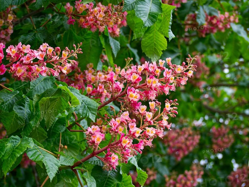 Red horse-chestnut (Aesculus x carnea)