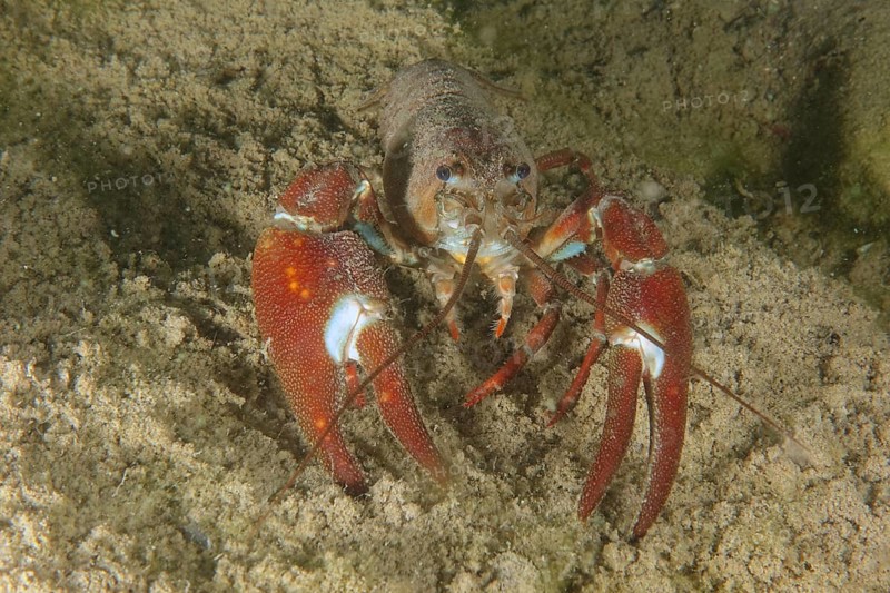 A signal crayfish (Pacifastacus leniusculus), American crayfish, invasive species, with powerful pincers on a sandy substrate. Terlinden dive site, Kuesnacht, Lake Zurich, Canton Zurich, Switzerland, Europe