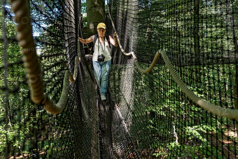 Sporty woman, tourist with camera in treetop path, suspension bridges, ropes, nets, beech forest, excursion, summit mountain Hoherodskopf, Tertiary volcano, Schotten, Vogelsberg Volcanic Region nature park Park, Hesse, Germany, Europe