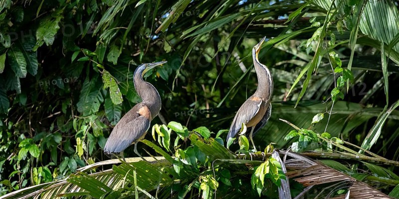 Two naked-throated herons (Tigrisoma mexicanum) sitting on a branch, making a long neck, behaviour, Tortuguero National Park, Costa Rica, Central America