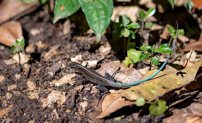 Blue-tailed Ameive (Holcosus festivus), Tortuguero National Park, Costa Rica, Central America