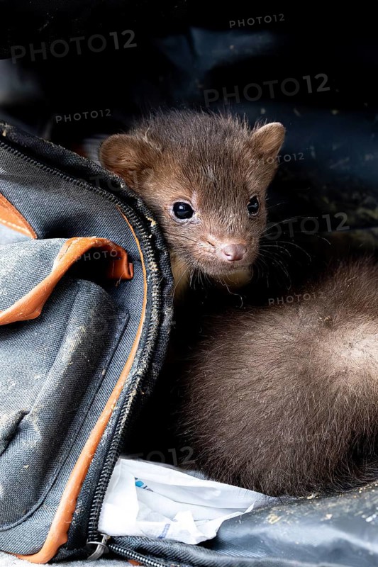 Beech marten (Martes foina), practical animal welfare, two young animals in a transport box in a wildlife rescue centre, North Rhine-Westphalia, Germany, Europe