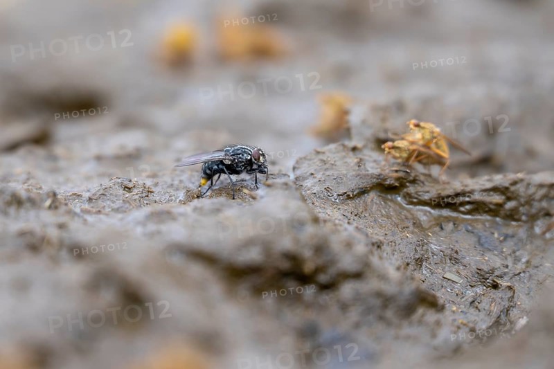 Flies on a cowpat in a meadow, Austria, Europe