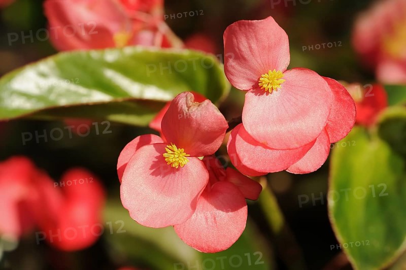 Dragon Wing begonias (Begonia), flowers, ornamental plant, North Rhine-Westphalia, Germany, Europe