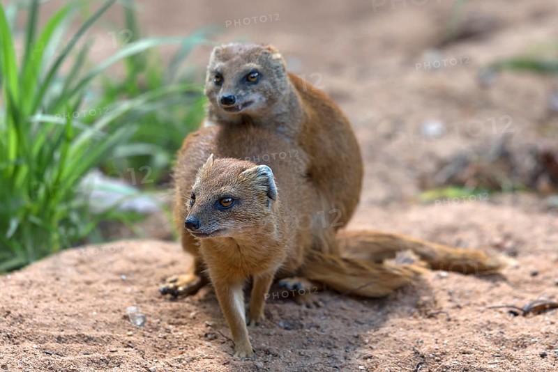 Mating dwarf mongoose (Helogale), Nuremberg Zoo, Middle Franconia, Bavaria, Germany, Europe