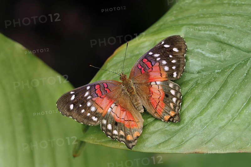 Red Brown Peacock (Brown Peacock) captive, occurring in Central and South America