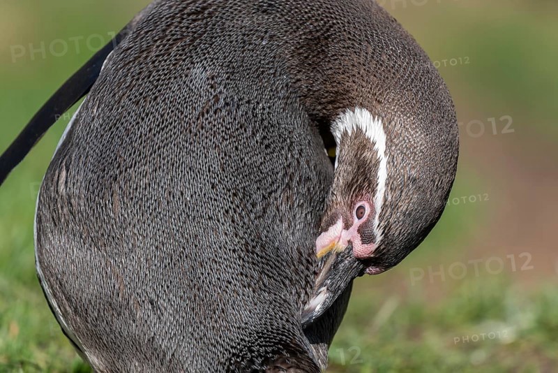 Humboldt penguin (Spheniscus humboldti) preens itself, occurrence in South America, captive, Germany, Europe