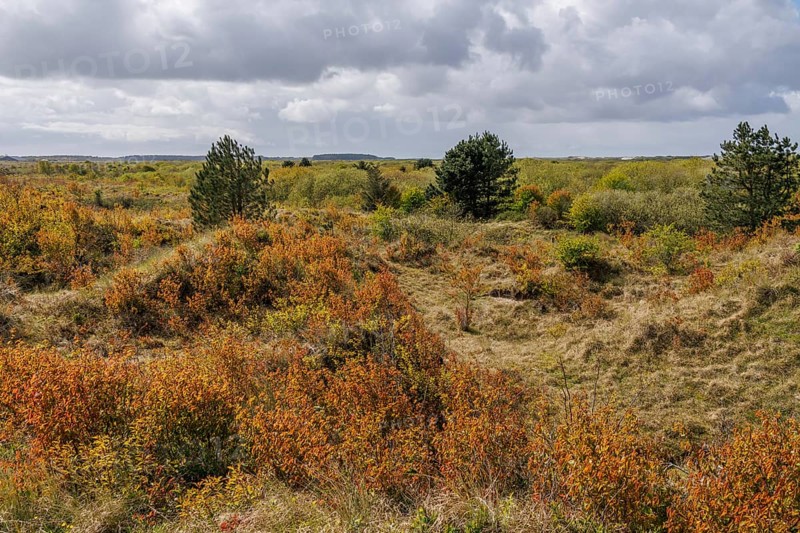 Wide landscape in the beginning of autumn, characterised by green and brown bushes and cloudy skies, grasses and bushes with trees and a hiking trail in a heath landscape, Nes, Ameland, Niederlade