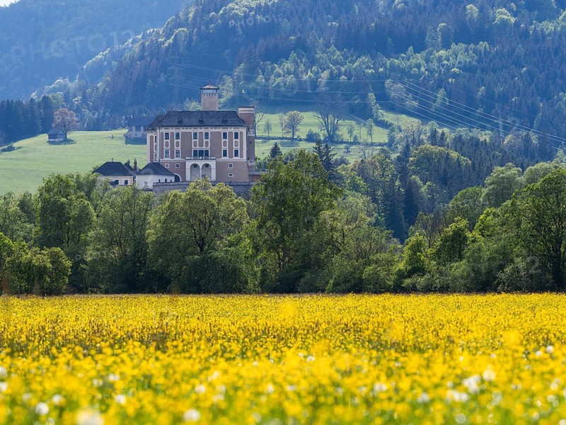 Meadow with tall buttercup (Ranunculus acris), buttercup, common buttercup, behind Trautenfels Castle, near Irdning, Ennstal, Styria, Austria, Europe