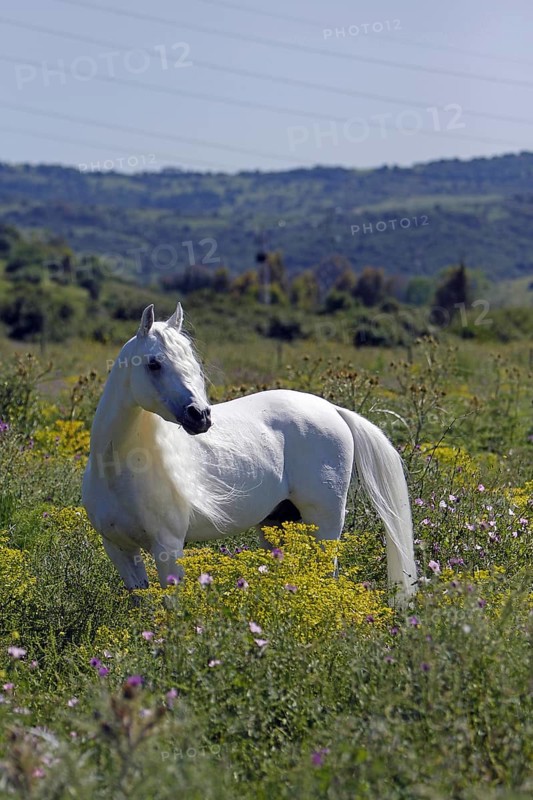 Arabian, Horse, Hinterland, Andalusia, Spain, Europe